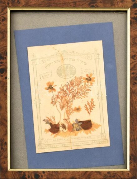 cca 1900 Blumen von Jerusalem. Szárított virág, nyomat, papír, héber és német nyelvű felirattal, kissé foltos. Üvegezett keretben. 15×11 cm