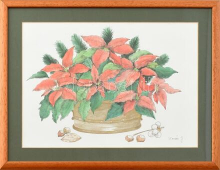 Kovács Julianna (1947-): Mikulásvirág. Akvarell, tus, papír, jelzett, üvegezett keretben, 24x34 cm