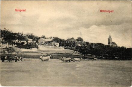 Balatonszepezd, Szepezd; Balaton-parti részlet, nyaraló, villa, templom, gulya. Mérei Ignác kiadása 196. sz. (fl)