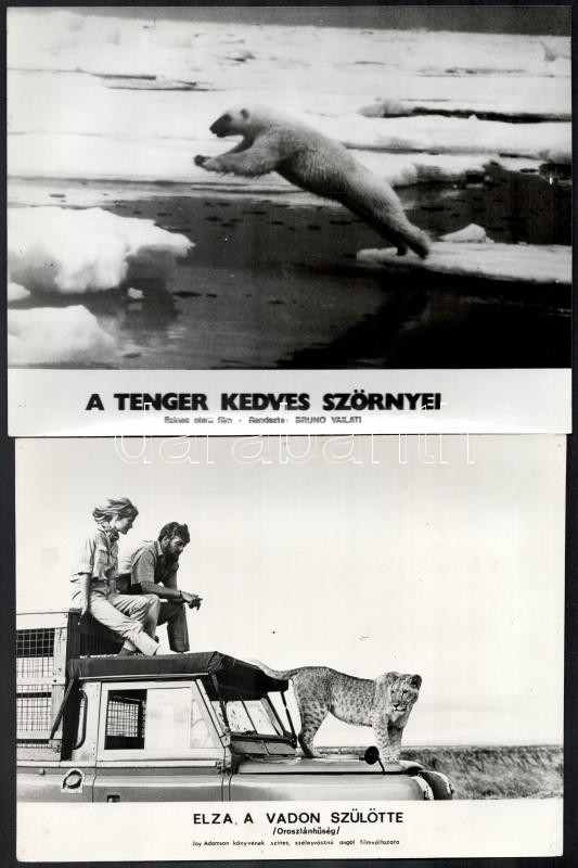 Különféle állatok, különféle filmekben, 13 db vintage produkciós filmfotó, ezüstzselatinos fotópapíron, 18x24 cm - Image 3