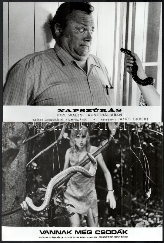 Különféle állatok, különféle filmekben, 13 db vintage produkciós filmfotó, ezüstzselatinos fotópapíron, 18x24 cm - Image 4