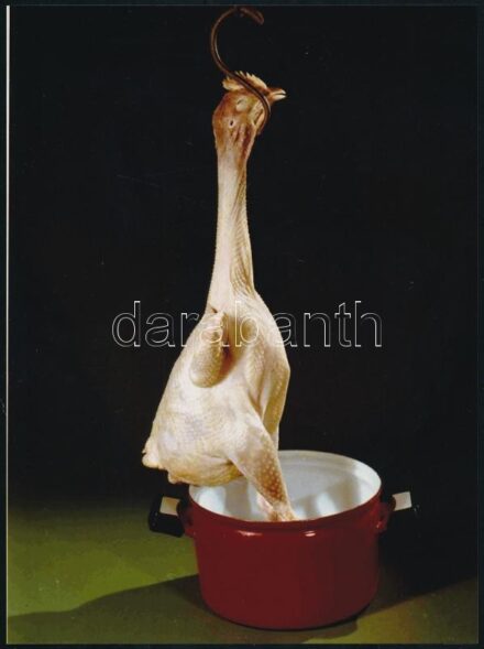 cca 1976 Dzsakuzzi nudizó jércének, mai nagyítás, 24x18 cm