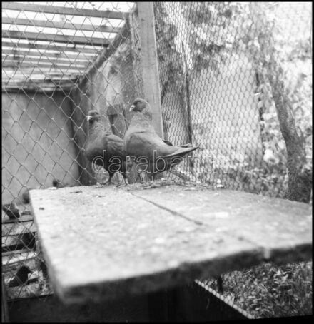 cca 1960 és 1979 között készült felvételek, vegyes válogatás sokféle témáról, Demeter Sándor szentesi fényképész hagyatékából, 21 db vintage NEGATÍV, 6x6 cm