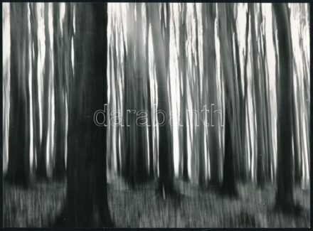 cca 1978 Nervetti Károly (Székesfehérvár): ,,Erdő' című, vintage fotóművészeti alkotása, feliratozva, 16,5x22,5 cm