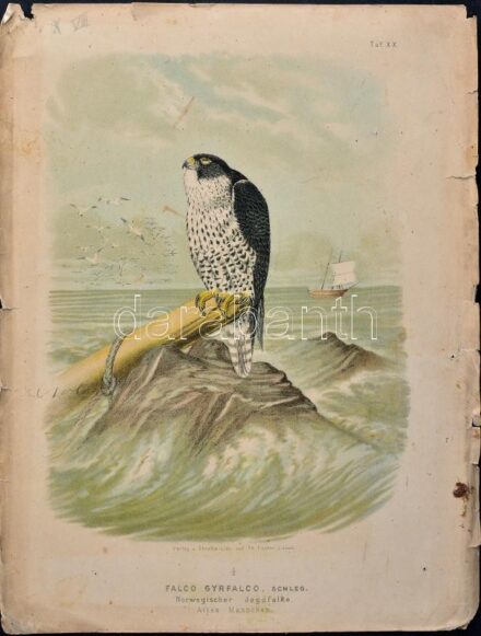 cca 1890-1900 Falco Gyrfalco, schleg. (Vadászsólyom). Színes litográfia, papír, kissé viseltes, sérült, 41x31 cm