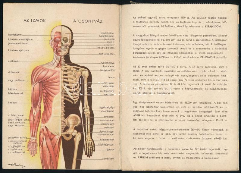 cca 1940 Az emberi test, Bayer gyógyszergyár képes ismertető prospektusa, Bp., Klösz-ny., kissé kopott, foltos - Image 2