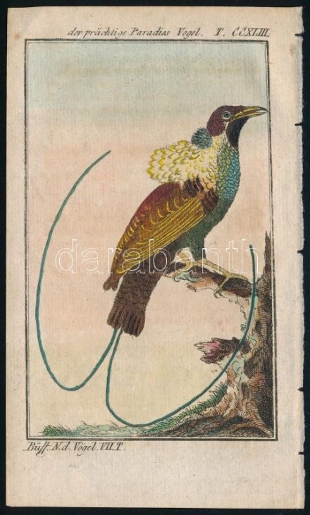 1784-1785 Paradicsommadár, George-Louis Leclerq de Buffon (1707-1788) francia természettudós Allgemeine Naturgeschichte című művéből (Berlin, 1771). Rézmetszet, papír, 13×8 cm
