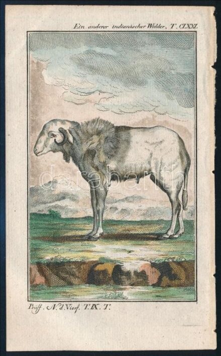 cca 1785 Az indiai kos George-Louis Leclerq de Buffon (1707-1788) francia természettudós Allgemeine Naturgeschichte című művéből (Berlin, 1771). Rézmetszet, papír, 13×8 cm