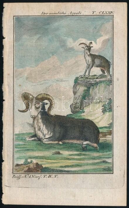 cca 1785 Az argali. George-Louis Leclerq de Buffon (1707-1788) francia természettudós Allgemeine Naturgeschichte című művéből (Berlin, 1771). Rézmetszet, papír, 13×8 cm