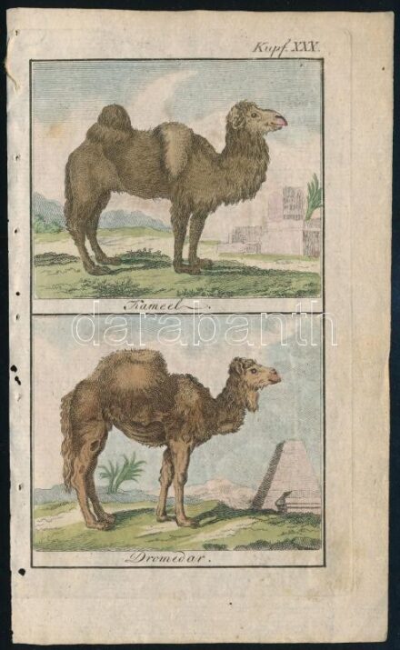 cca 1785 A dromedár. George-Louis Leclerq de Buffon (1707-1788) francia természettudós Allgemeine Naturgeschichte című művéből (Berlin, 1771). Rézmetszet, papír, 13×8 cm