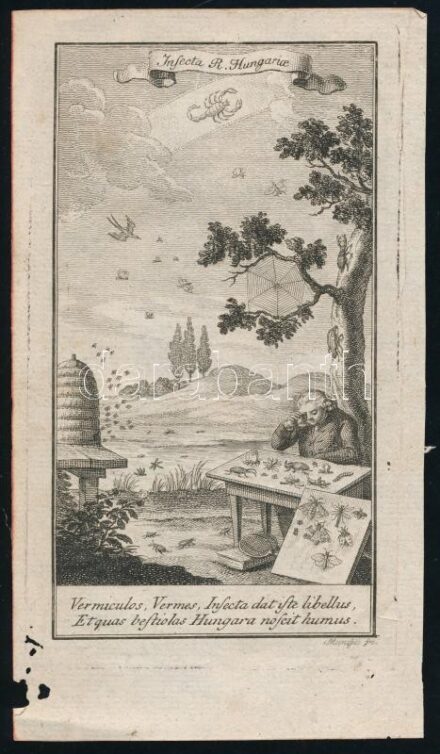 2 db Mansdelt metszet: Magyarország rovarjai (16x9 cm) . Ádám és Éva kiűztetése 19x10 cm.