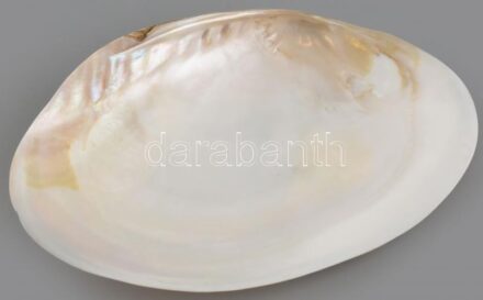 Nagy méretű kagyló tál, 28x19