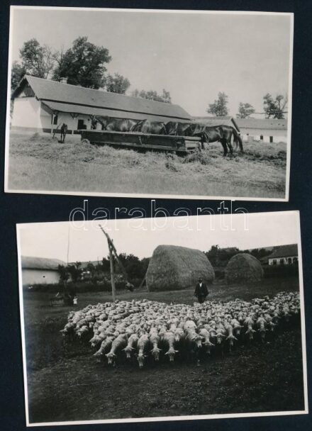 Lovak és birkanyáj, 2 db fotó, 6×8,5 cm