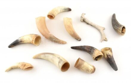 1 db őzagancs + 10 db szarvasmarha szarv