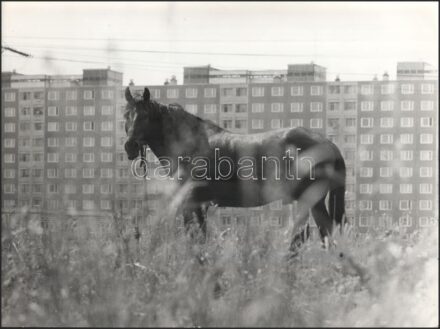 Vimola Károly (?- ): 'Megkötve' (Budapest - Újpalotai lakótelep). Nagyméretű, hátoldalán feliratozott művészfotó, 39,5x30,5 cm