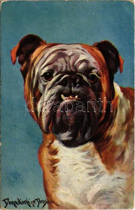 Dog s: Donadini jr. (kopott sarkak / worn corners)