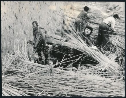 cca 1978 Nádaratók, jelzés nélküli vintage fotó ezüstzselatinos fotópapíron, amely Kabáczy Szilárd (1930-2004) székesfehérvári fotóriporter és fotóművész más (jelzett) alkotásai között volt, közös gyűjtő tasakban, a