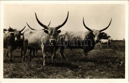 Hortobágyi (Debrecen) gulya, magyar szürkemarha. Weinstock 3135.