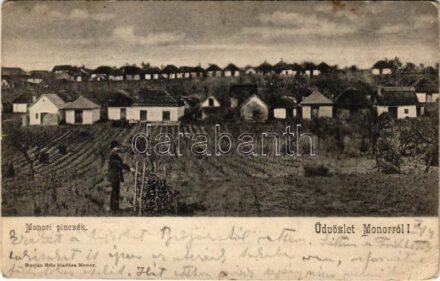 1905 Monor, borpincék, szőlőskert. Burján Béla kiadása (kis szakadás / small tear)