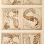 1899 Grotesque Alphabet of 1464. Reproduced in facsimile from the original in the British Museum. 1899. Sérült, félvászon kötésben - Image 3