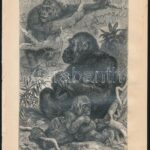 cca 1900 Kb 25 db litografált állatkép a Brehmből 25x17 cm - Image 3