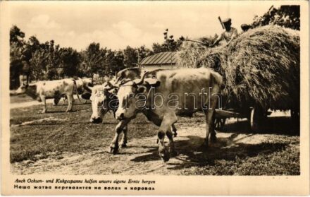 1943 Auch Ochsen- und Kuhgespanne helfen unsere eigene Ernte bergen / Harvest with oxen and cow carts