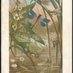 cca 1900 Kb 17 db litografált lepke, bogár, rovar,a Brehmből 25x17 cm