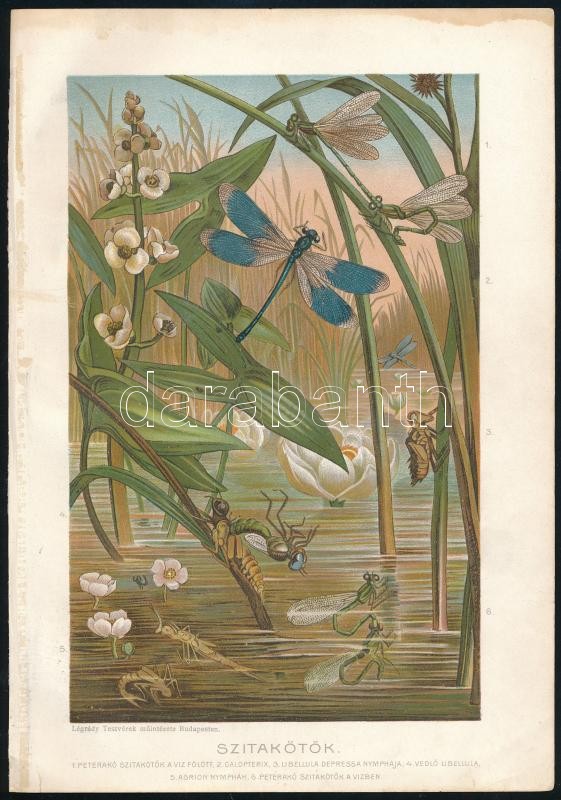 cca 1900 Kb 17 db litografált lepke, bogár, rovar,a Brehmből 25x17 cm