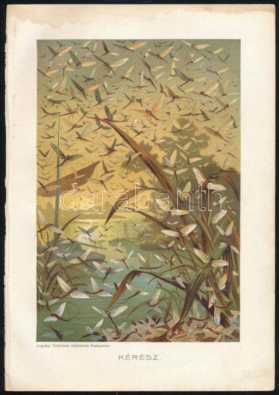 cca 1900 Kb 17 db litografált lepke, bogár, rovar,a Brehmből 25x17 cm - Image 2