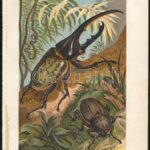 cca 1900 Kb 17 db litografált lepke, bogár, rovar,a Brehmből 25x17 cm - Image 3