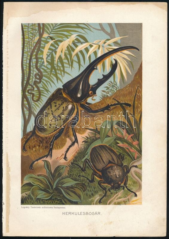 cca 1900 Kb 17 db litografált lepke, bogár, rovar,a Brehmből 25x17 cm - Image 3