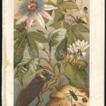 cca 1900 Kb 17 db litografált lepke, bogár, rovar,a Brehmből 25x17 cm - Image 4