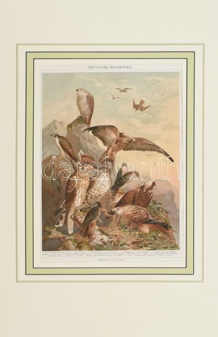 cca. 1890 Deutsche Raubvögel, Leipzig: Bibliographisches, litográfia 28x21 cm