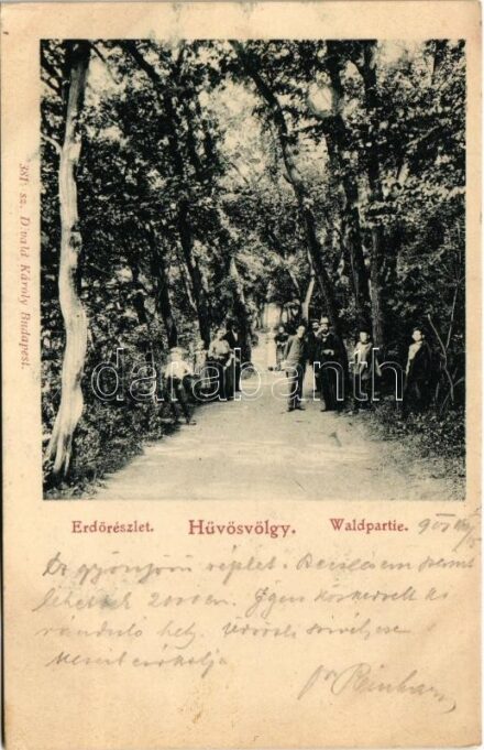 1901 Budapest II. Hűvösvölgy, Erdőrészlet. Divald Károly 381. sz. (EK)