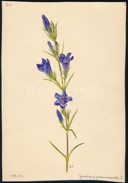 Csapody Vera (1890-1985): Gentiana pneumonanthe. Akvarell, papír, jelzett, 28x19,5 cm