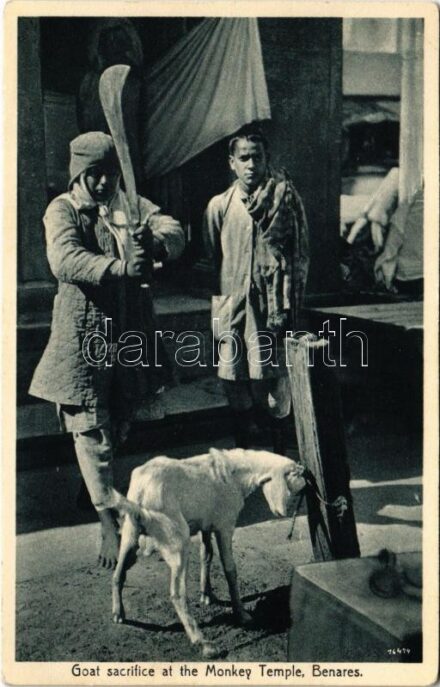 Varanasi, Benares; Goat sacrifice at the Monkey Temple / India, hinduk kecskét áldoznak a Majom templom előtt