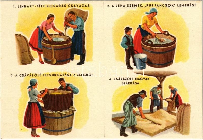 Linhart-féle kosaras csávázás. A léha szemek, 'puffancsok' lemérése. A csávázólé lecsurgatása a magról. Csávázott magvak szárítása / Hungarian agricultural propaganda, seed treatment