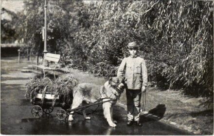 1917 Budapest XIV. Székesfővárosi Állatkert, 'Barri' a zöldségárus kutya