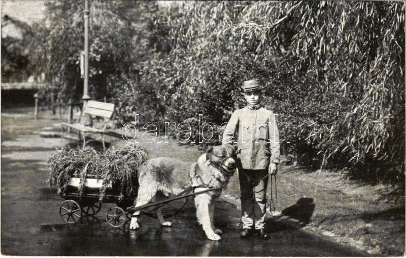 1917 Budapest XIV. Székesfővárosi Állatkert, 'Barri' a zöldségárus kutya