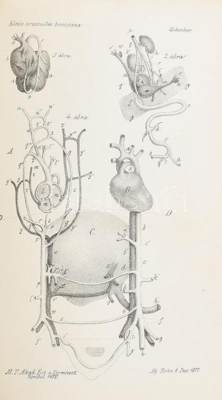 Scheiber S. H,: A kettős torzszülés boncztana. 4 kőnyomatú ábrával (2 van meg). Pest, 1870. Eggenberger. 18p. Későbbi papírborítóval 32p + 2 t. - Image 2
