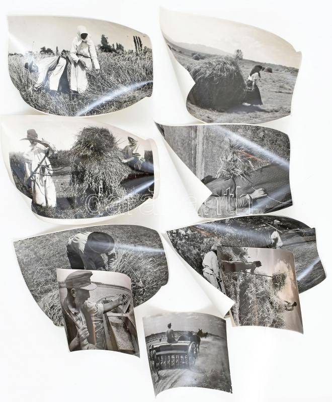 cca 1960-1970 Falusi mezőgazdálkodás, 10 db fotó, 12x9 cm és 18x13 cm között