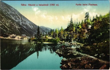 Tátra, Magas-Tátra, Vysoké Tatry; Részlet a Halastónál. Cattarino S. utóda Földes Samu kiadása 17. sz. 1916. / Partie beim Fischsee / lake