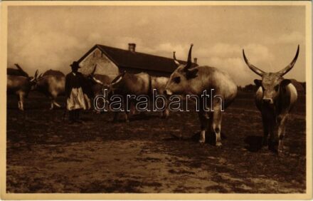 Magyar ökrök. Photo Mészöly