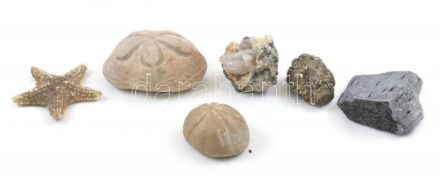6 db tengeri és egyéb kőzet, ásvány, tengeri csillag, stb., régi fémdobozban, 17x13x8,5 cm