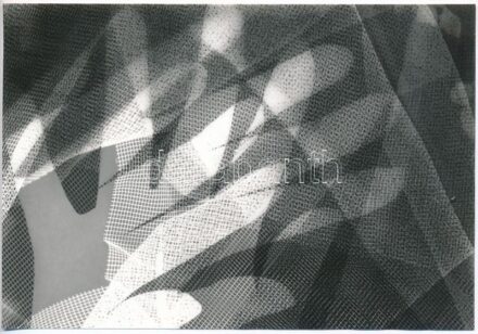 cca 1960 Fotogram, jelzés nélküli vintage fotó dr. Sevcsik Jenő szakíró, fényképész szaktanár hagyatékából, 12x17,5 cm
