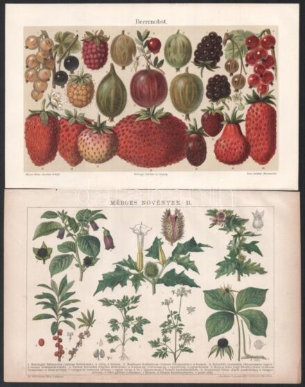16 db vegyes témájú metszet és nyomat a Pallas és Meyers lexikonból. Részben kétoldalas. 16x24,5 cm