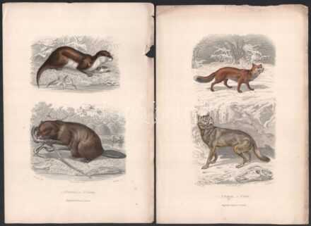 cca 1880 Állatok. 10db színezett acélmetszet, ill. rézkarc / Animals, 9 colored steel engravings and an etching, 19x28cm