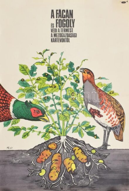 1967 Muray Róbert (1931-2009): A fácán és fogoly védi a termést a mezőgazdasági kártevőktől, plakát, Magyar Hirdető, Offset-ny., 5000 pld., hajtásnyommal, feltekerve, 56x39 cm