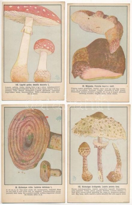 Magyar gombáskönyvek és képek. Szemere László szerkesztése - 26 db régi képeslap sorozatban / Hungarian mushrooms - 26 pre-1945 postcards