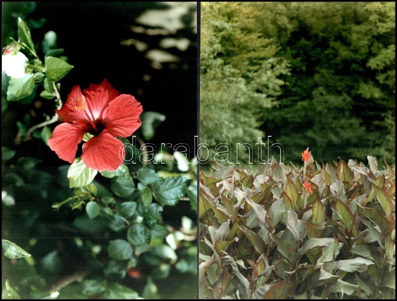 1991 Engi László: Virágok, 4 db (2 különböző) amatőr művészfotó, jelzett, 19,5x30 cm